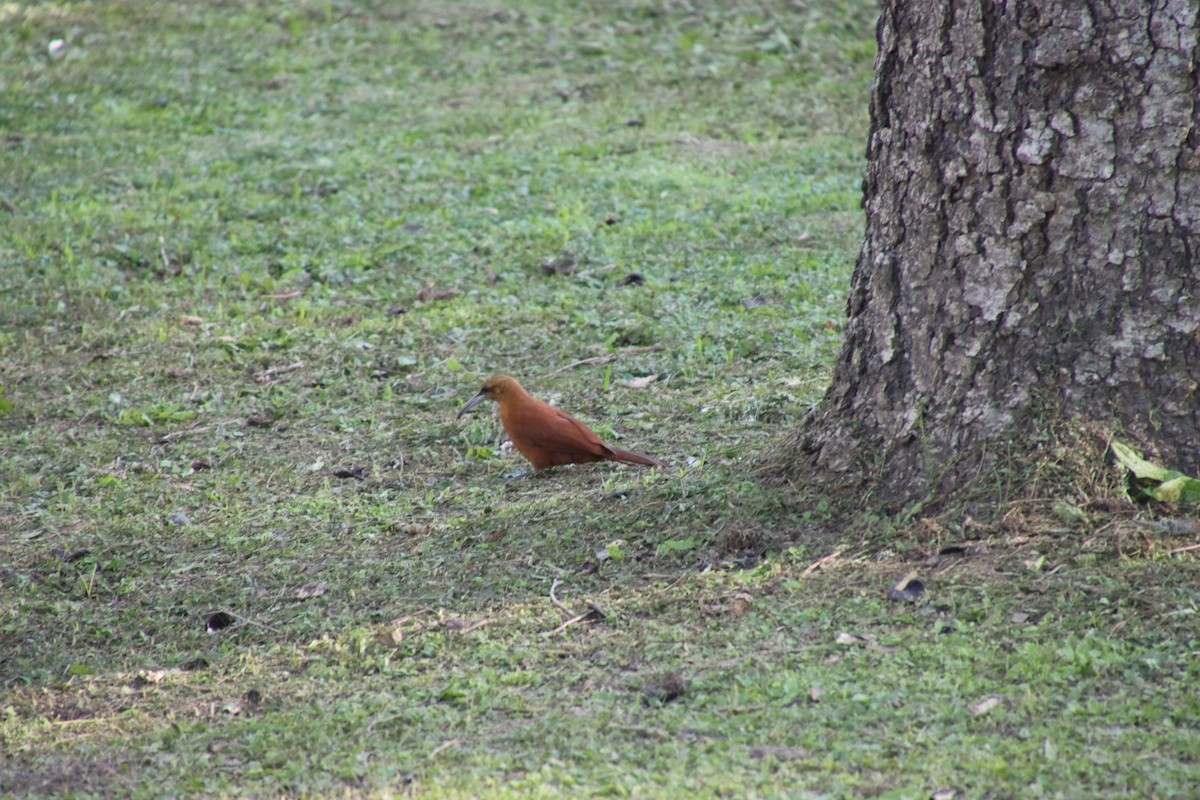 Great Rufous Woodcreeper - ML658543371
