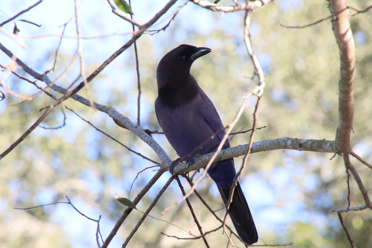 Purplish Jay - ML658543378
