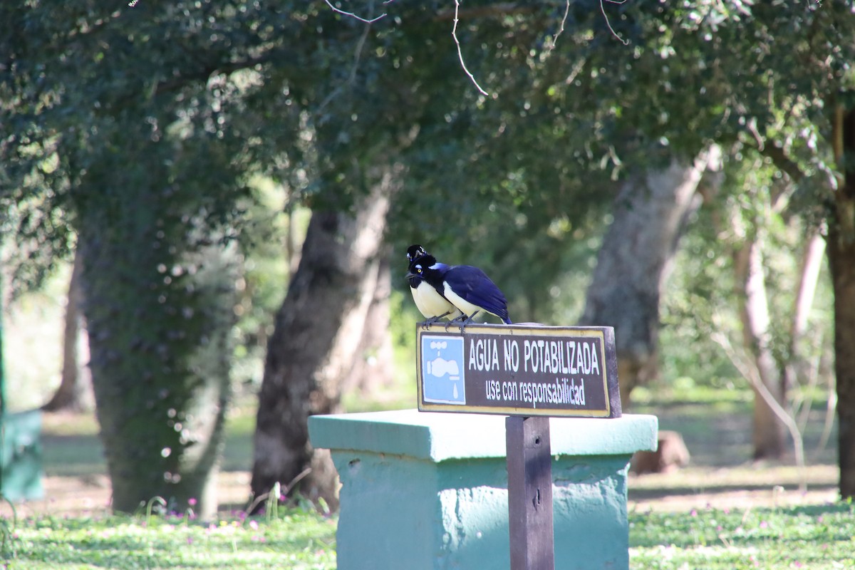 Plush-crested Jay - ML658543399