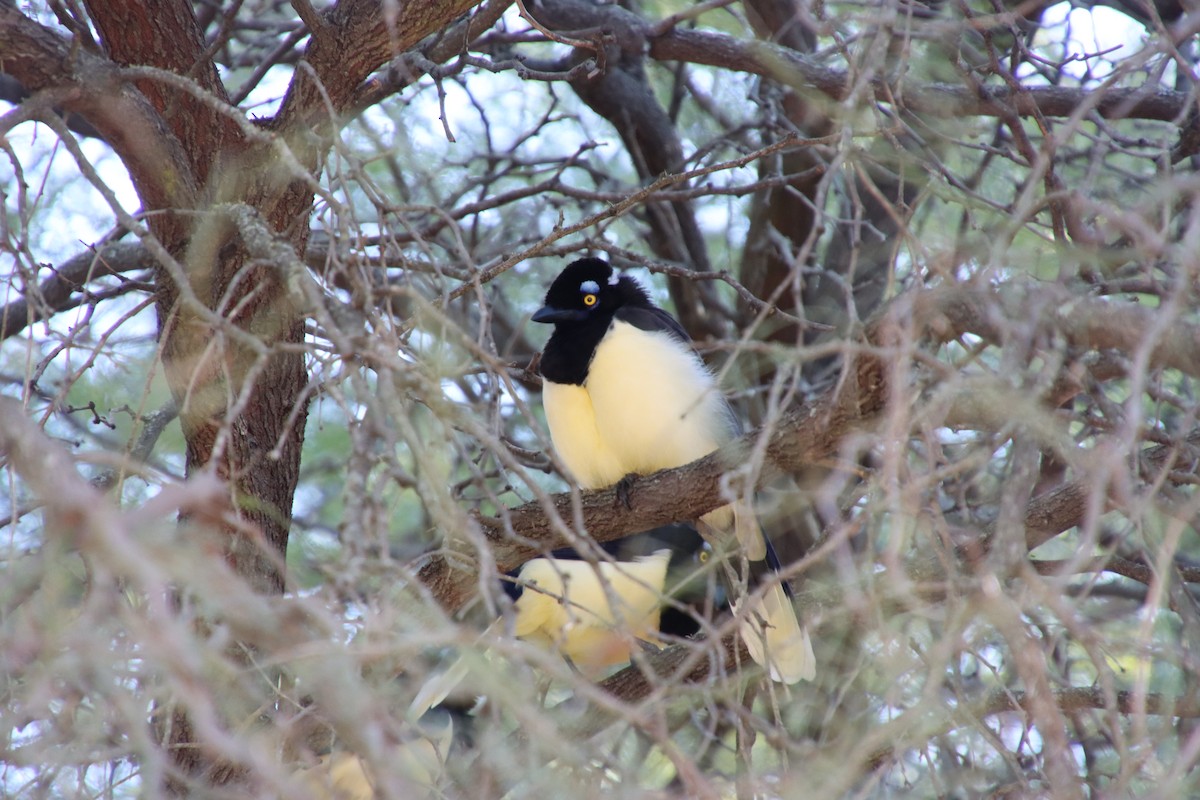 Plush-crested Jay - ML658543400