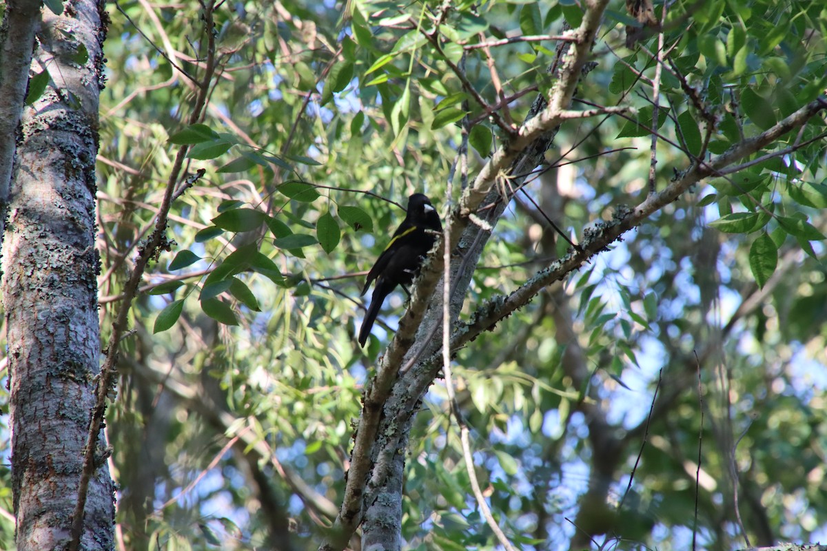 Golden-winged Cacique - ML658543427
