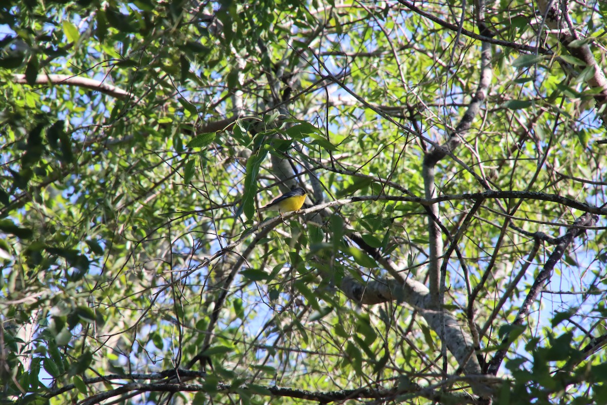 Tropical Parula - ML658543450