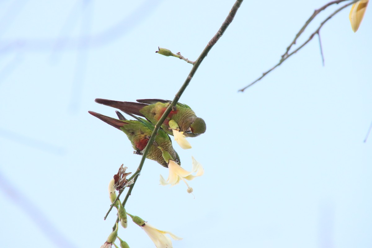 Maroon-bellied Parakeet - ML658543530