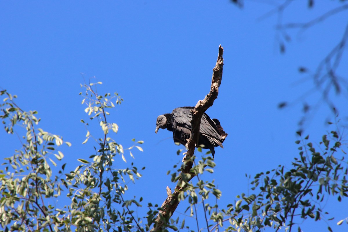 Black Vulture - ML658543633