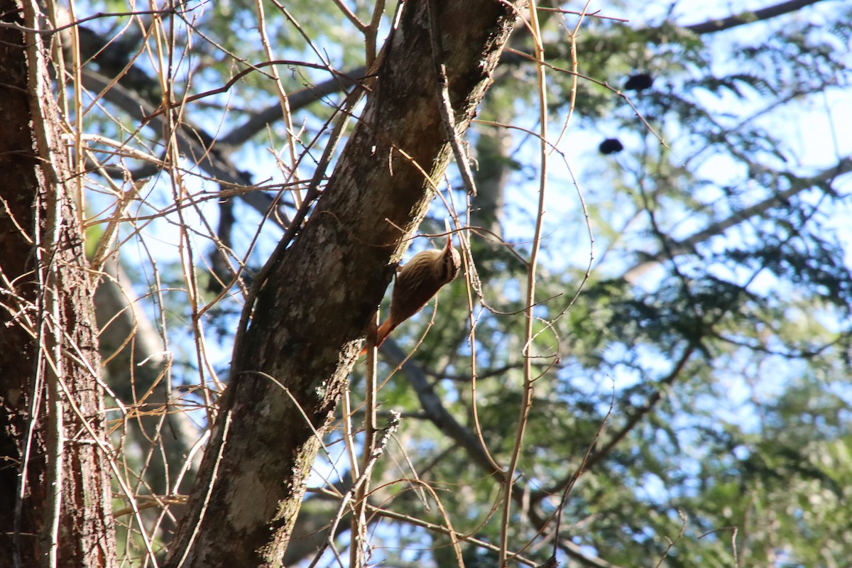 Narrow-billed Woodcreeper - ML658543639