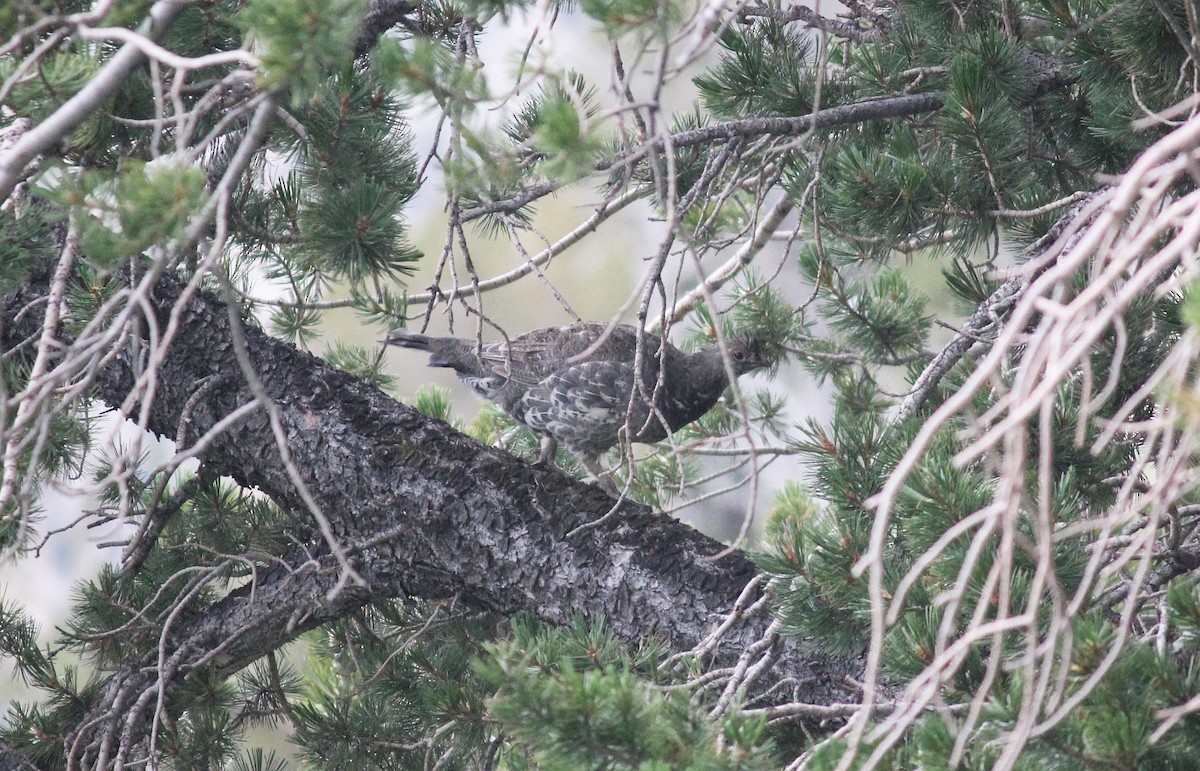 Dusky Grouse - ML65854461