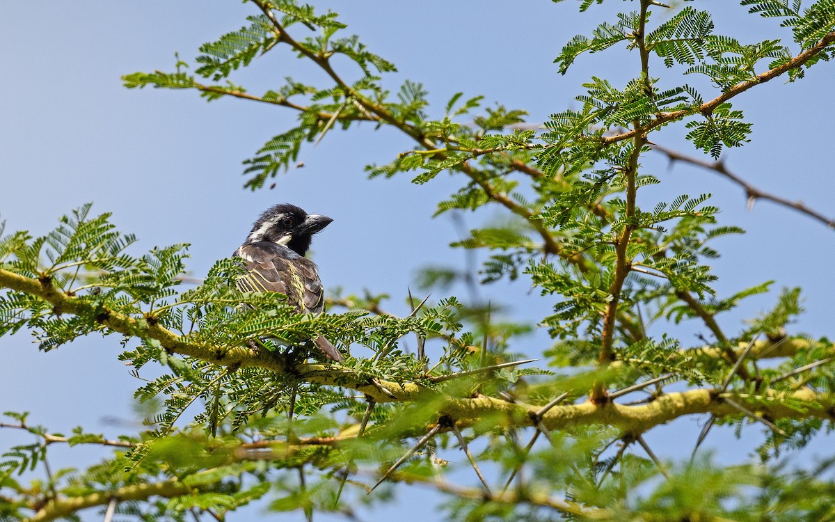 Spot-flanked Barbet - ML658544656