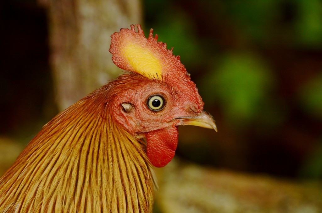 Sri Lanka Junglefowl - ML658546790