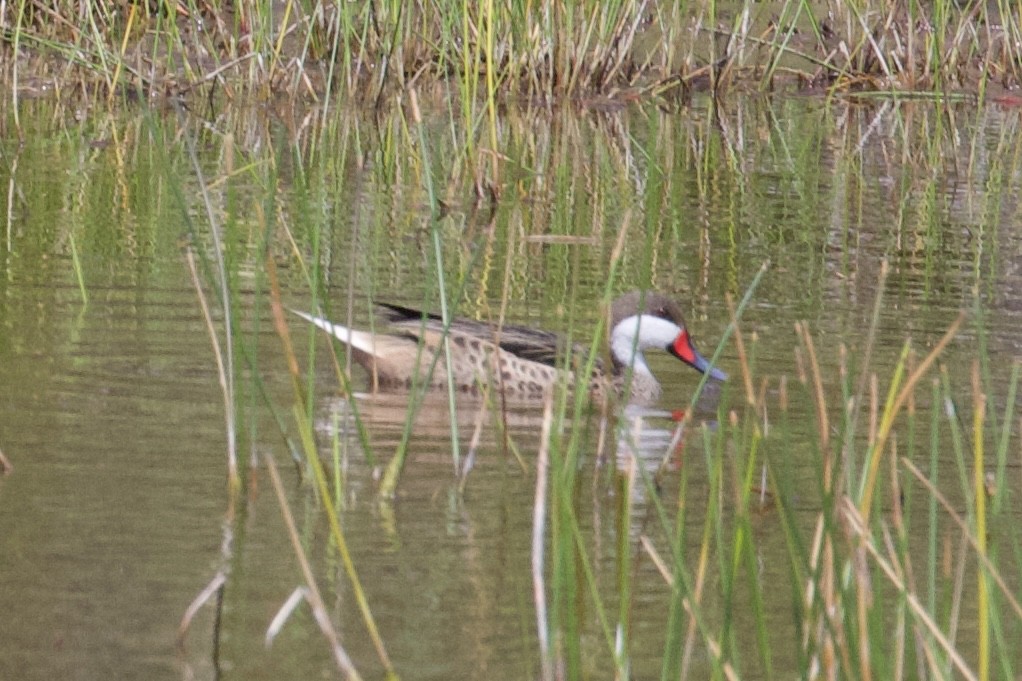 White-cheeked Pintail - ML658547285