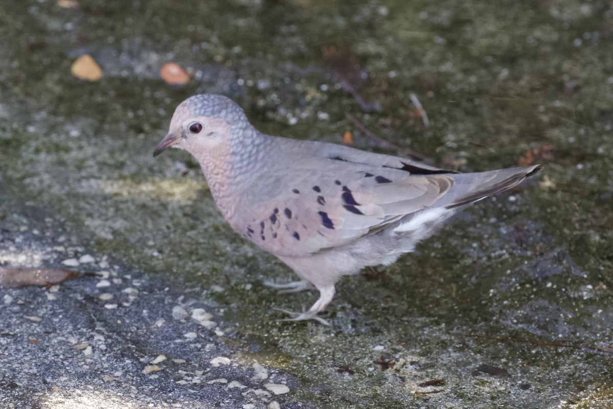 Common Ground Dove - ML658547291