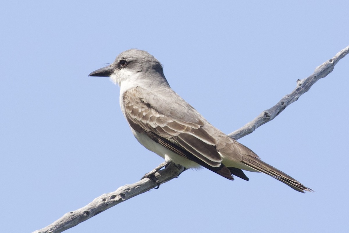 Gray Kingbird - ML658547459