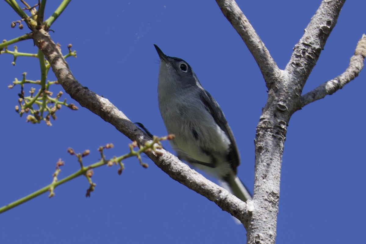 Blue-gray Gnatcatcher - ML658547482