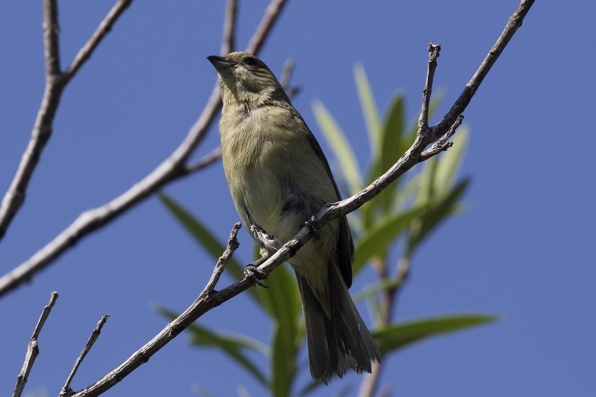 Western Spindalis - ML658547507