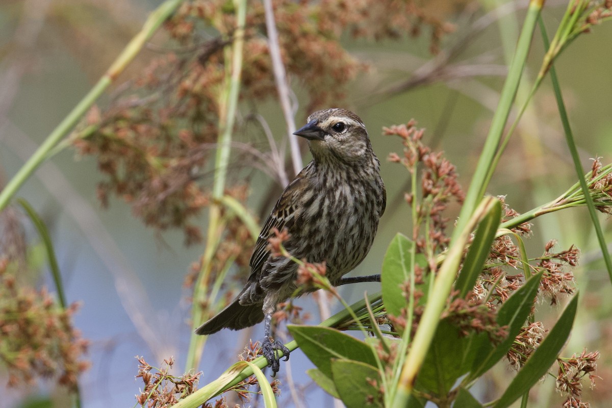 Red-winged Blackbird - ML658547531