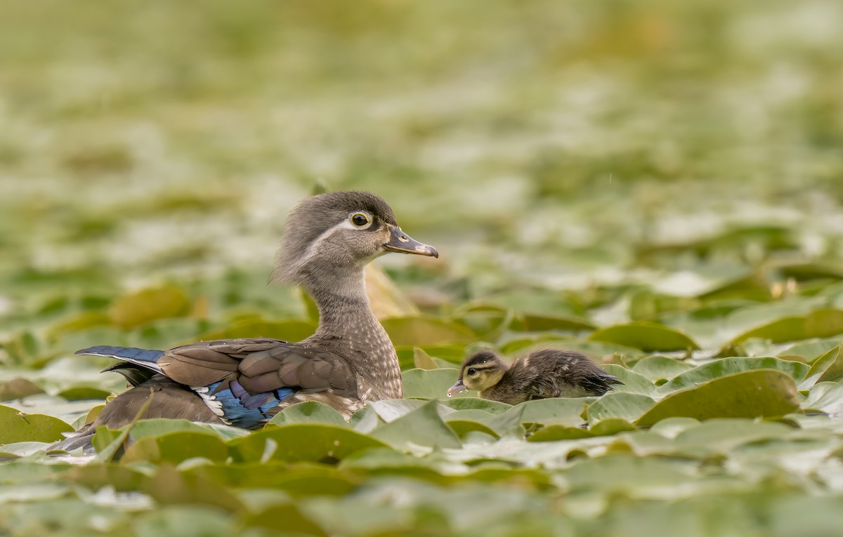 Wood Duck - ML658547536