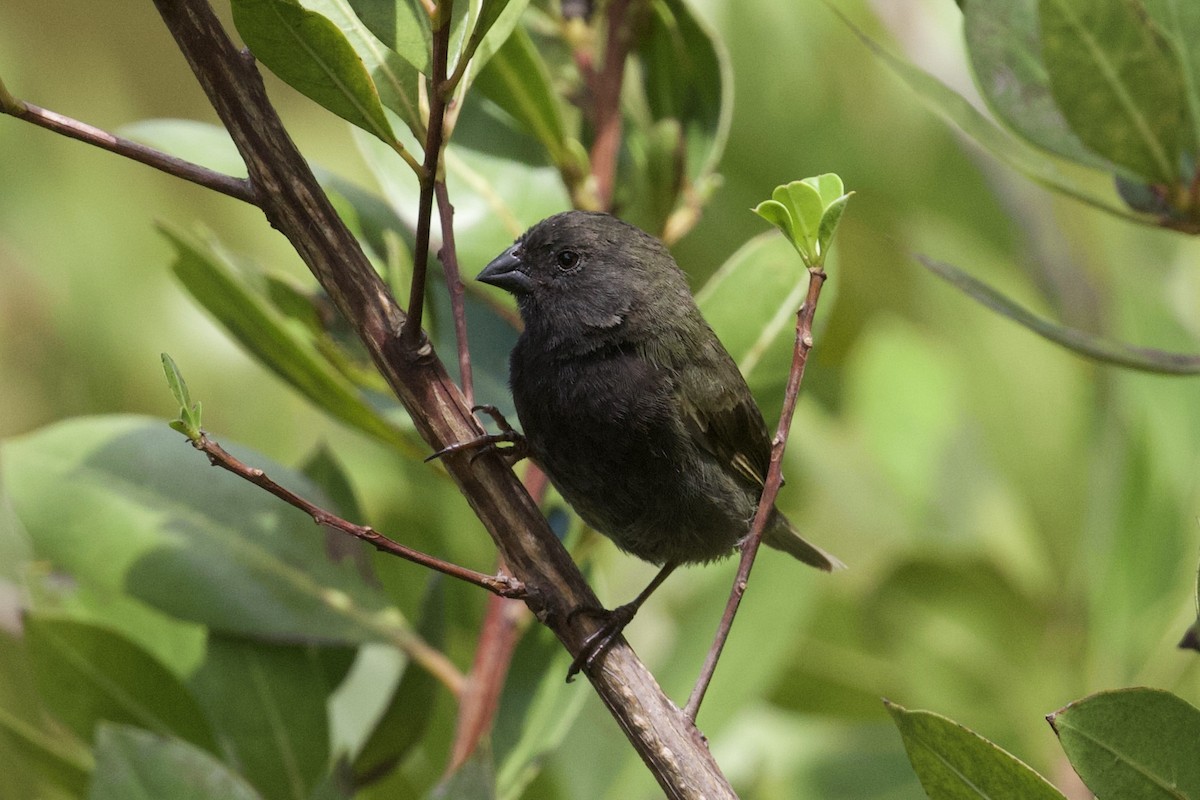 Black-faced Grassquit - ML658547540