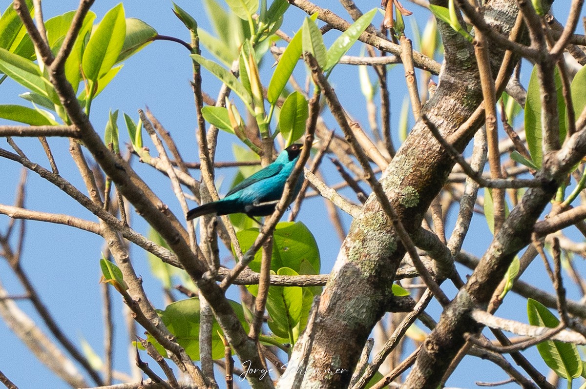Kappennaschvogel - ML658547736