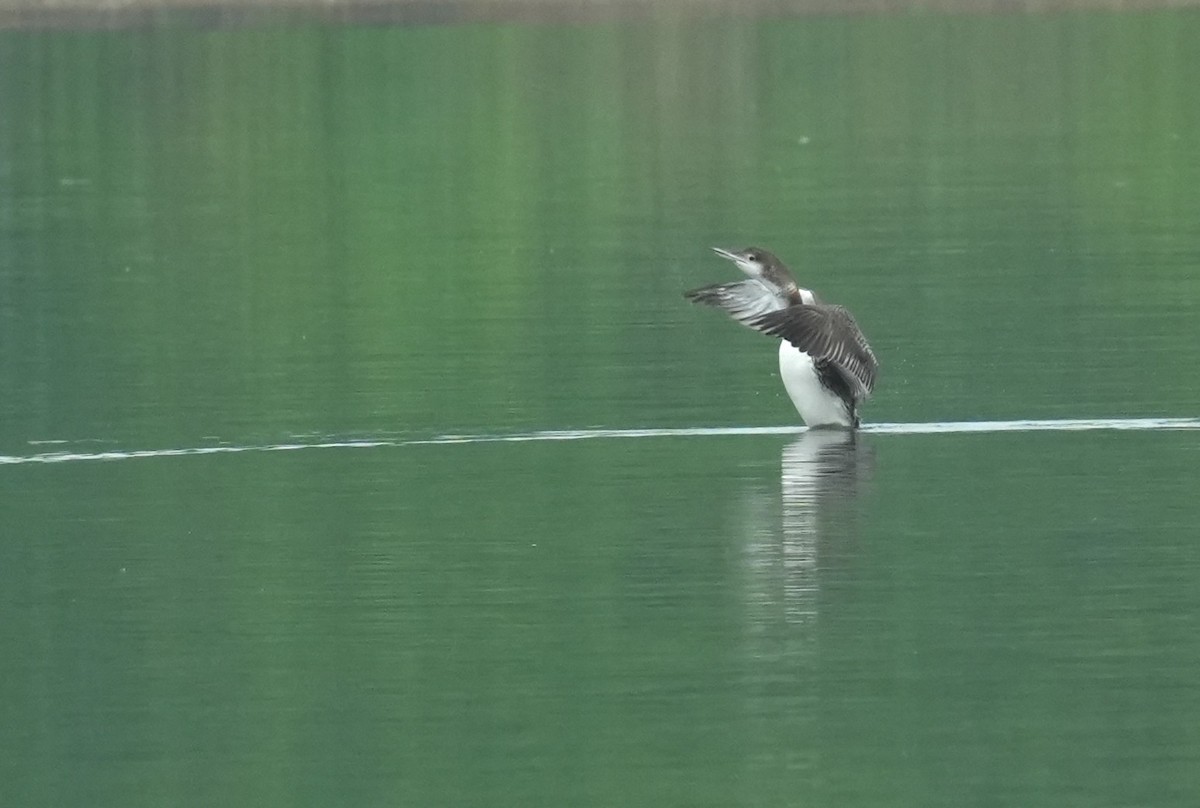 Common Loon - ML658548070