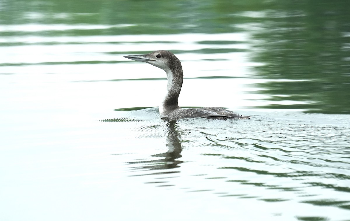 Common Loon - ML658548071