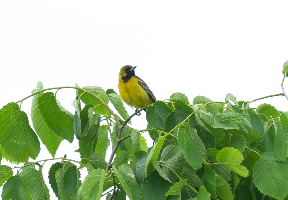 Orchard Oriole - ML658548130
