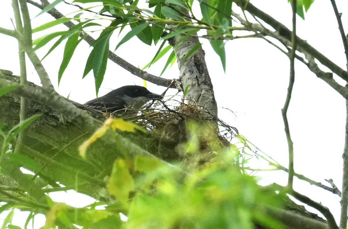 Eastern Kingbird - ML658548186