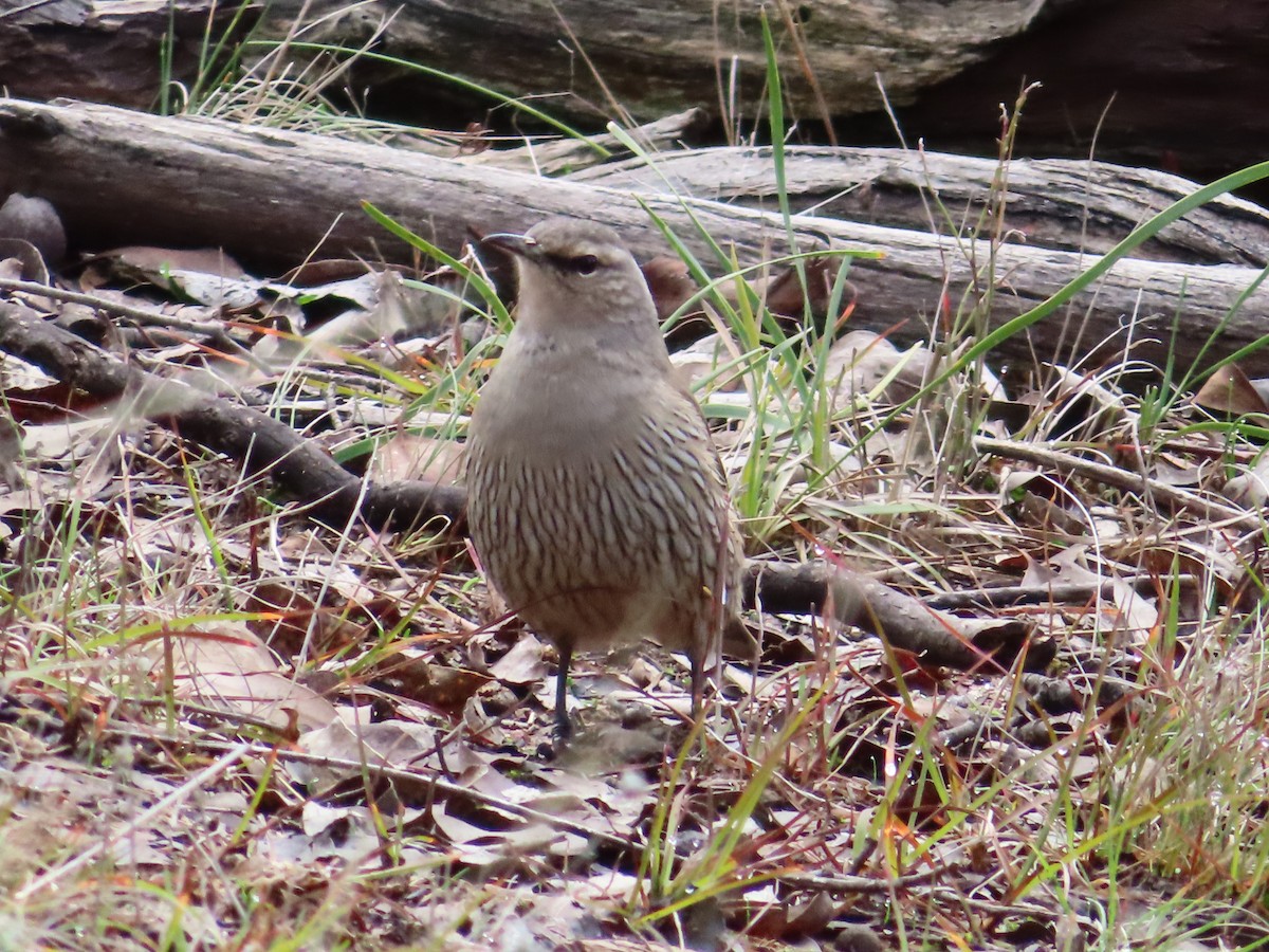 Brown Treecreeper - ML658549472