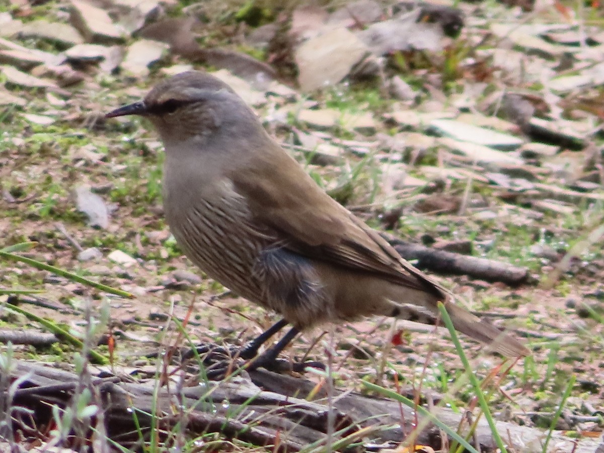 Brown Treecreeper - ML658549478