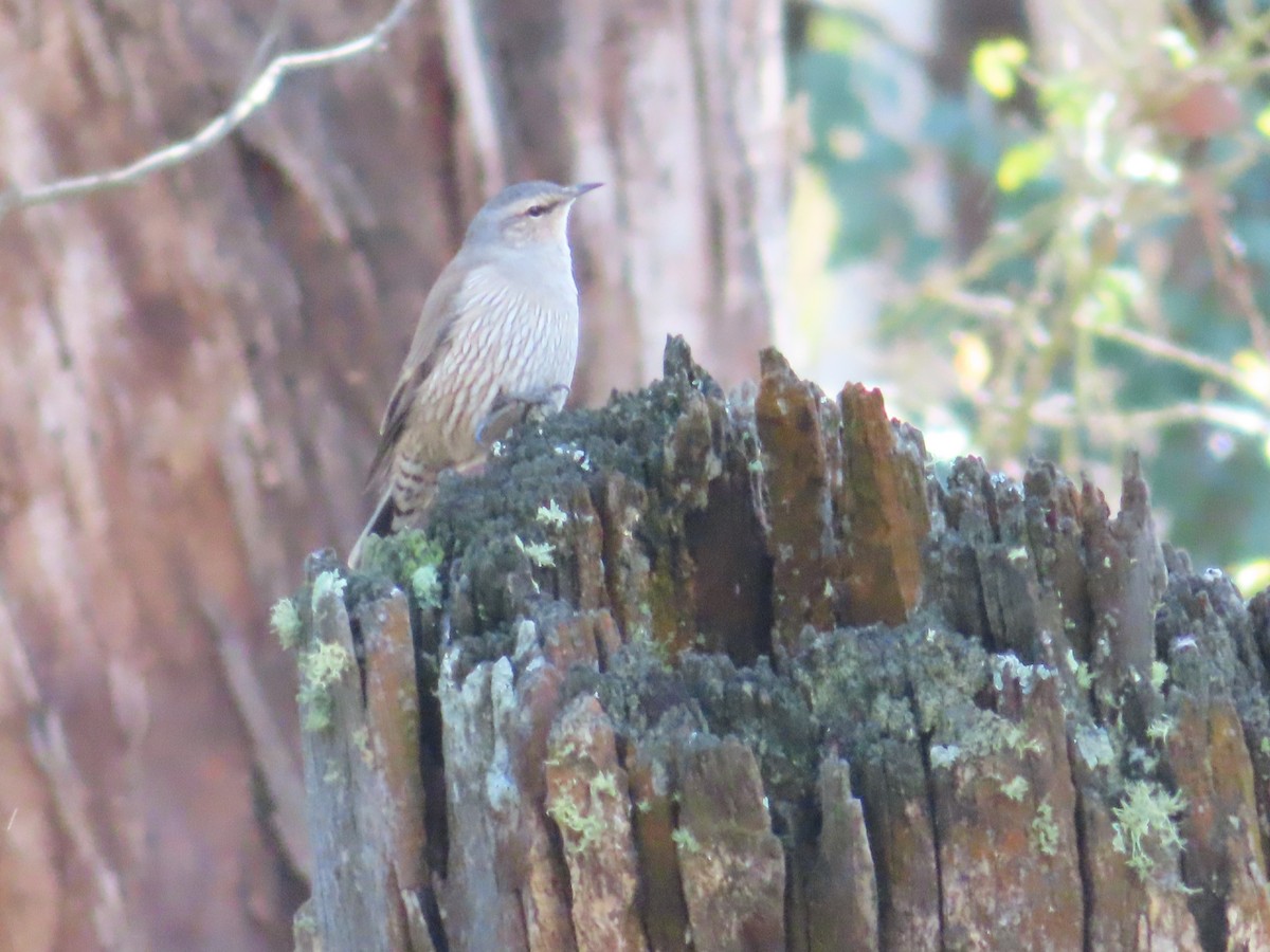Brown Treecreeper - ML658549491