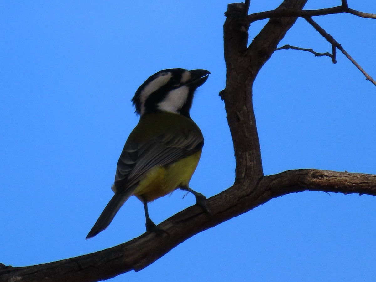 Eastern Shrike-tit - ML658549519