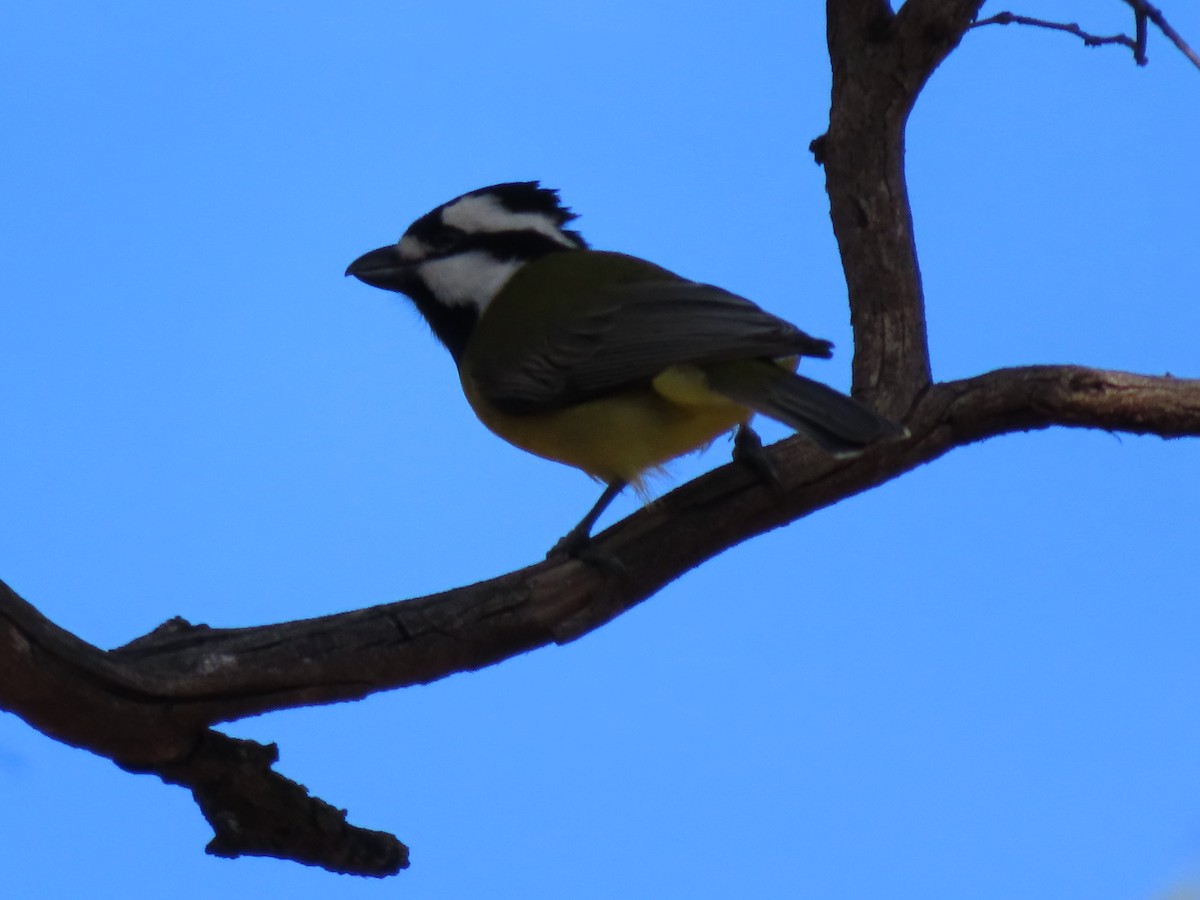 Eastern Shrike-tit - ML658549537