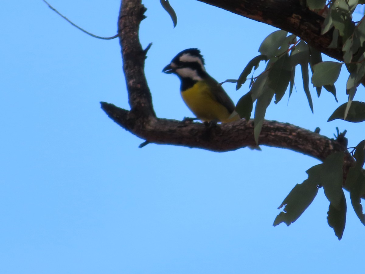 Eastern Shrike-tit - ML658549552