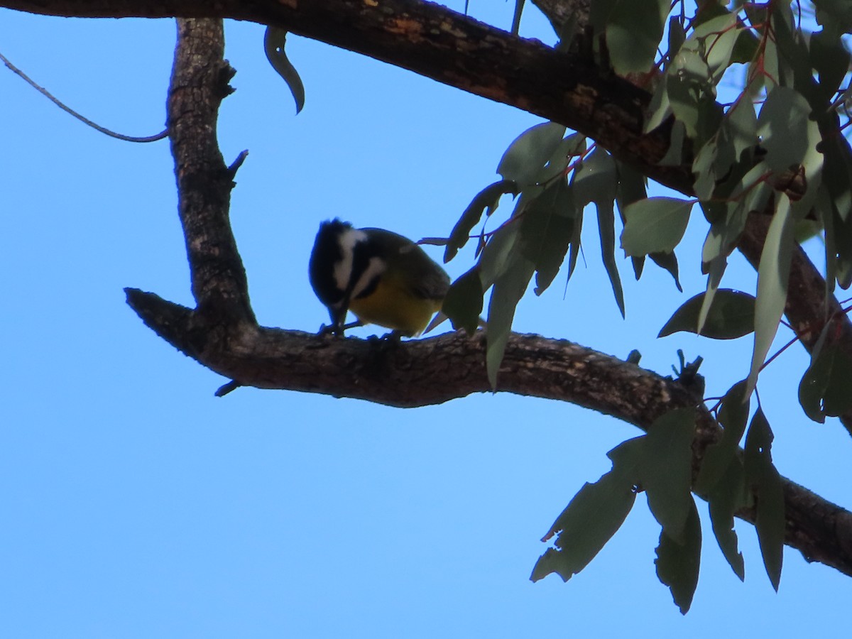 Eastern Shrike-tit - ML658549561