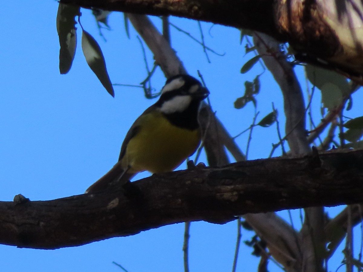 Eastern Shrike-tit - ML658549569