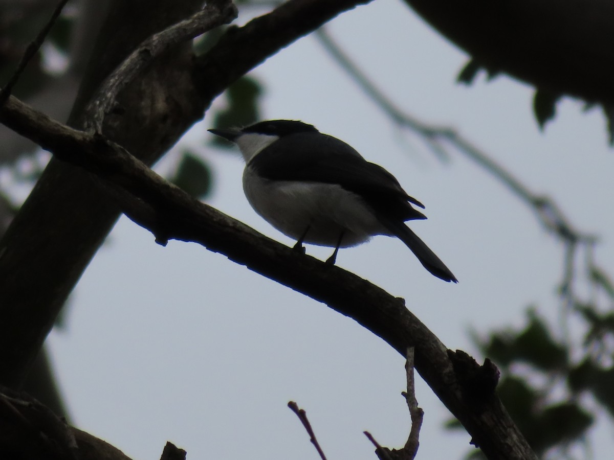 Restless Flycatcher - ML658549584