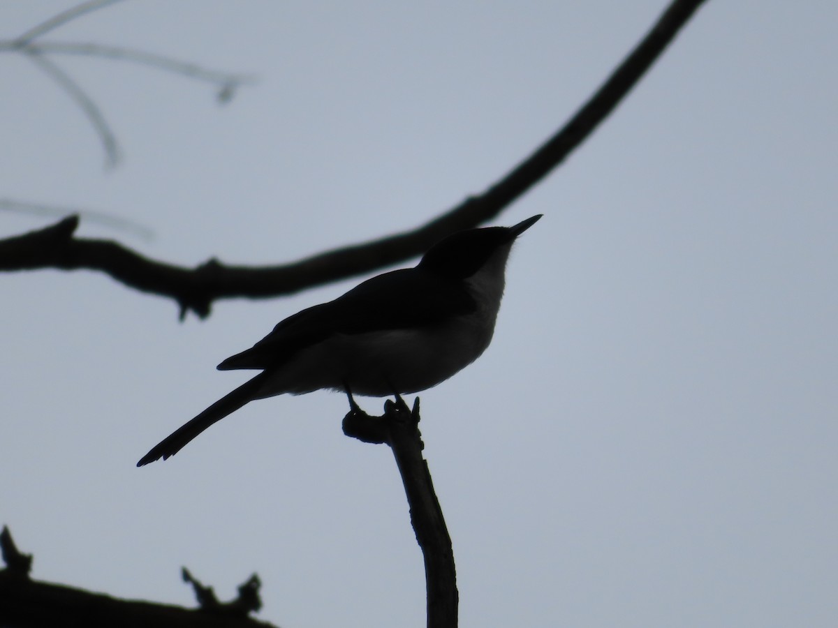 Restless Flycatcher - ML658549590