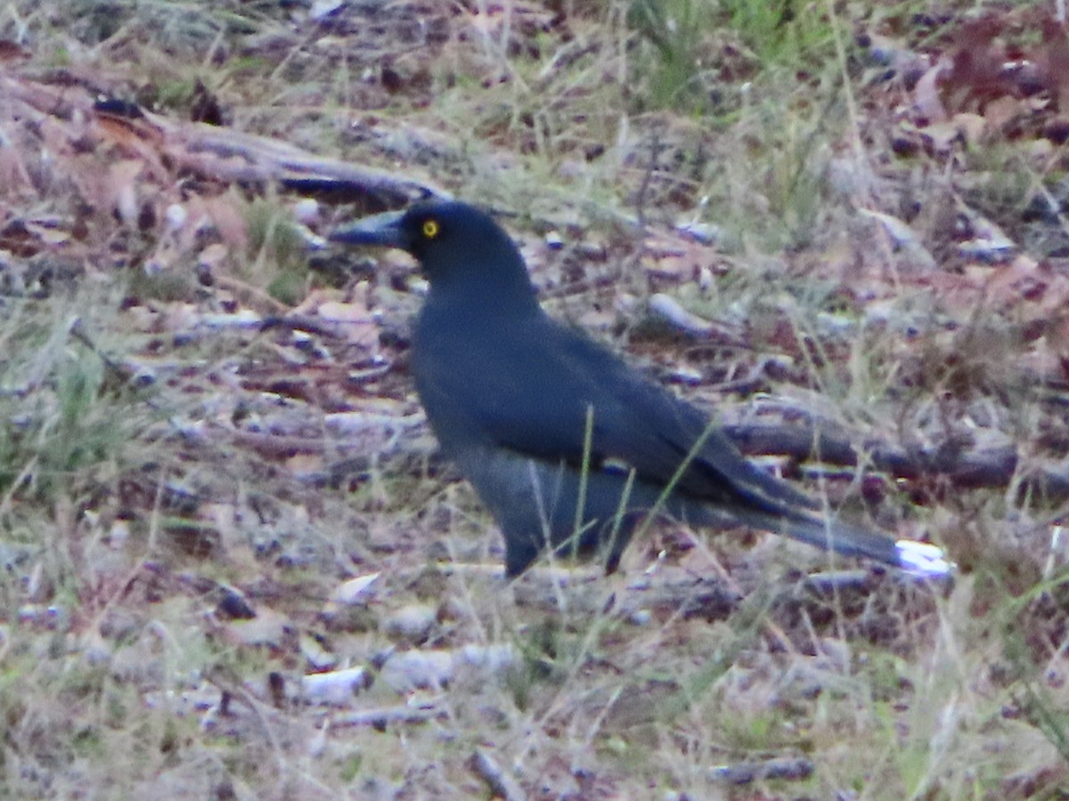 Gray Currawong - ML658549664