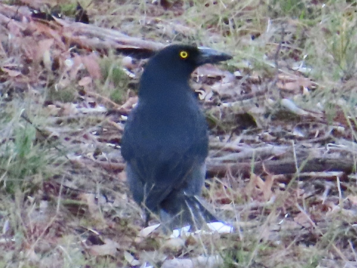 Gray Currawong - ML658549680