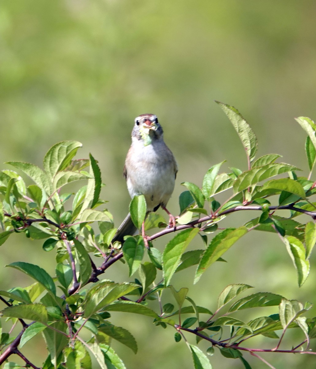 eBird Checklist - 17 May 2026 - Cedar Ridge Preserve - 29 species