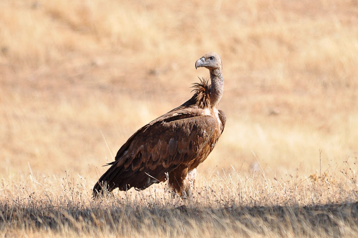 Eurasian Griffon - Jorge  Safara