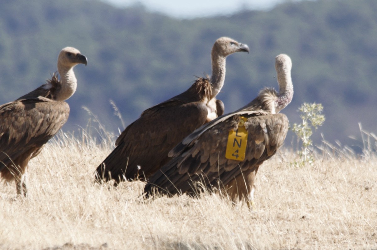 Eurasian Griffon - ML65855471