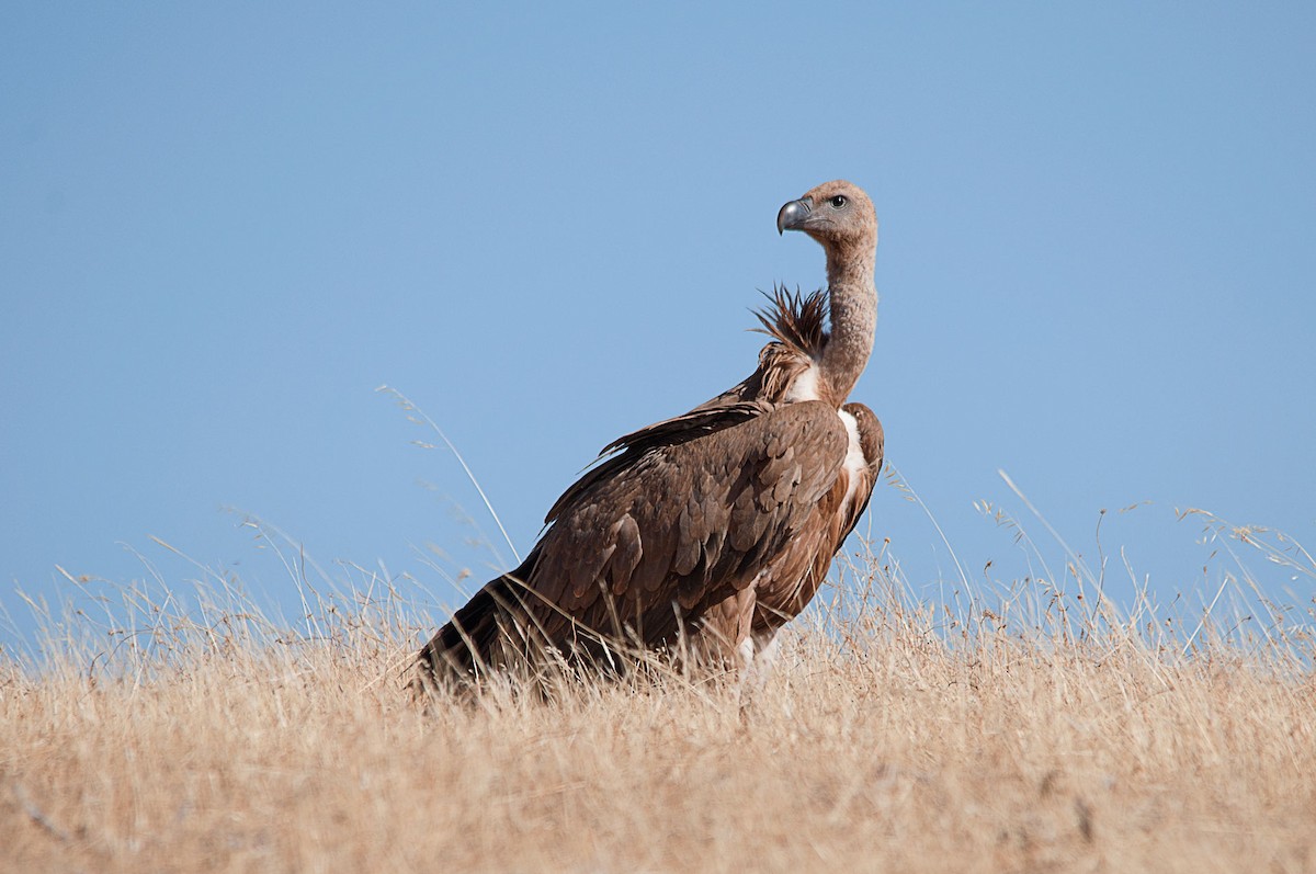 Eurasian Griffon - Jorge  Safara