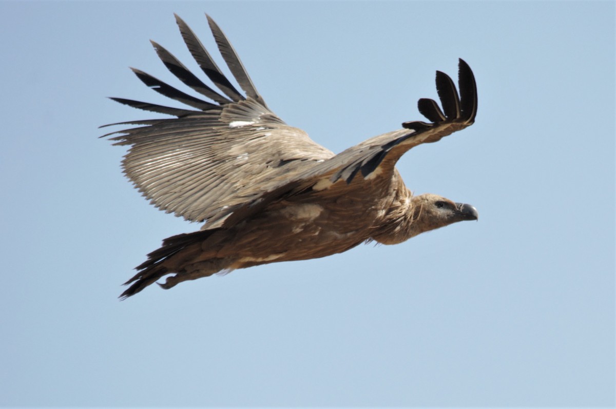 Eurasian Griffon - ML65855501