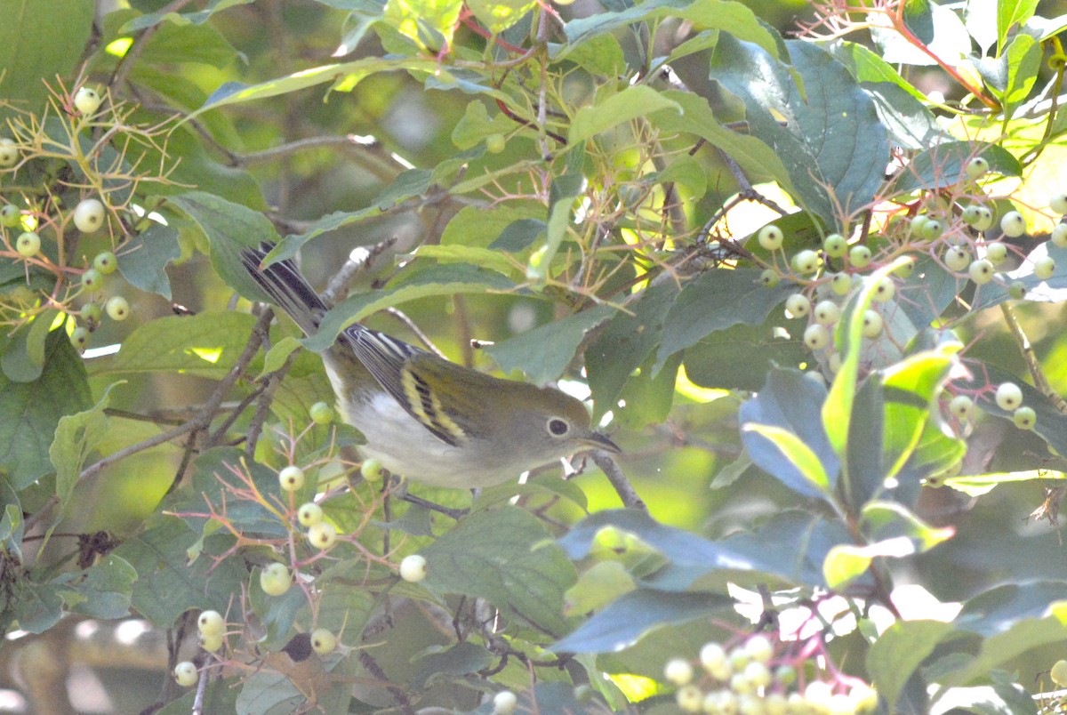 Chestnut-sided Warbler - Ryan Treves