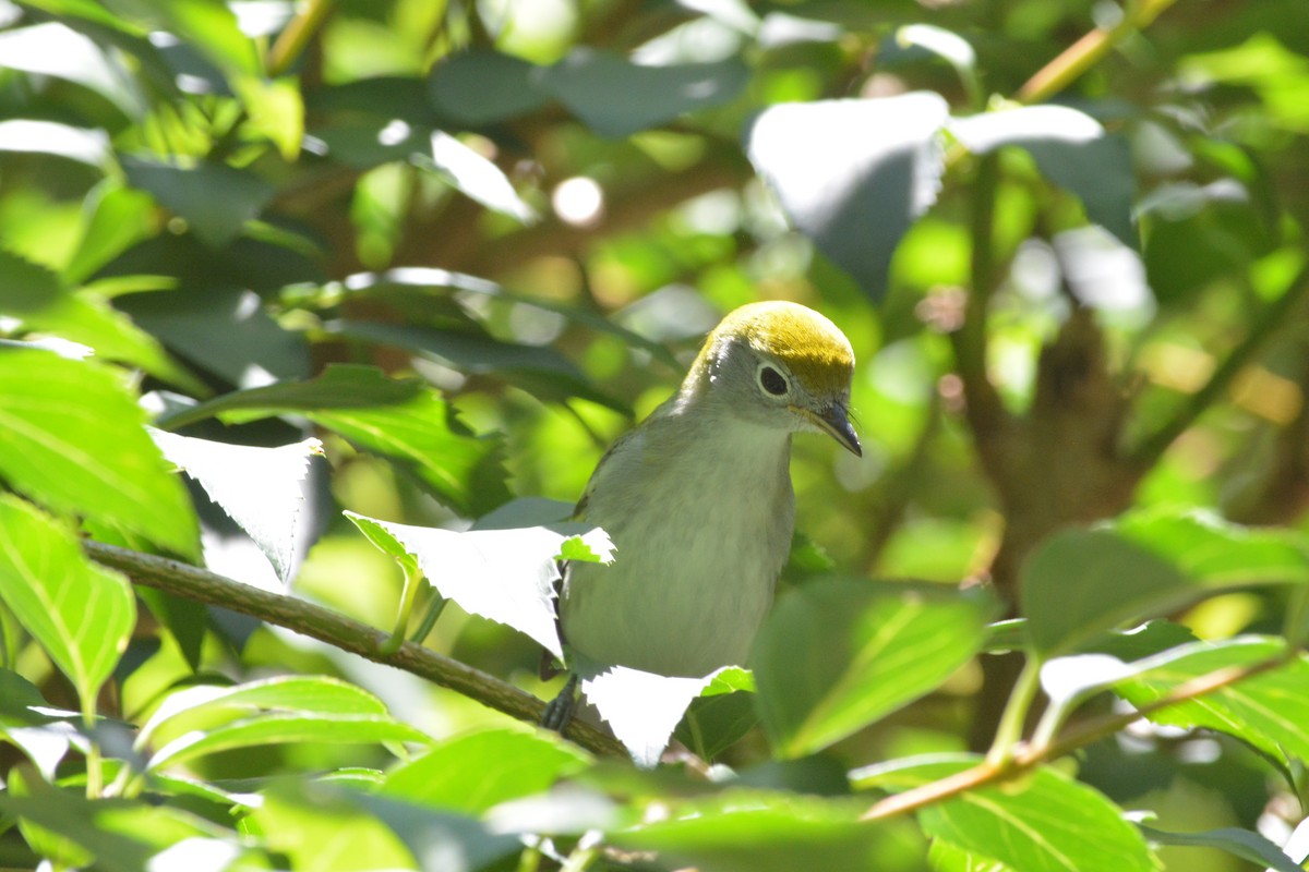 Chestnut-sided Warbler - ML65855551