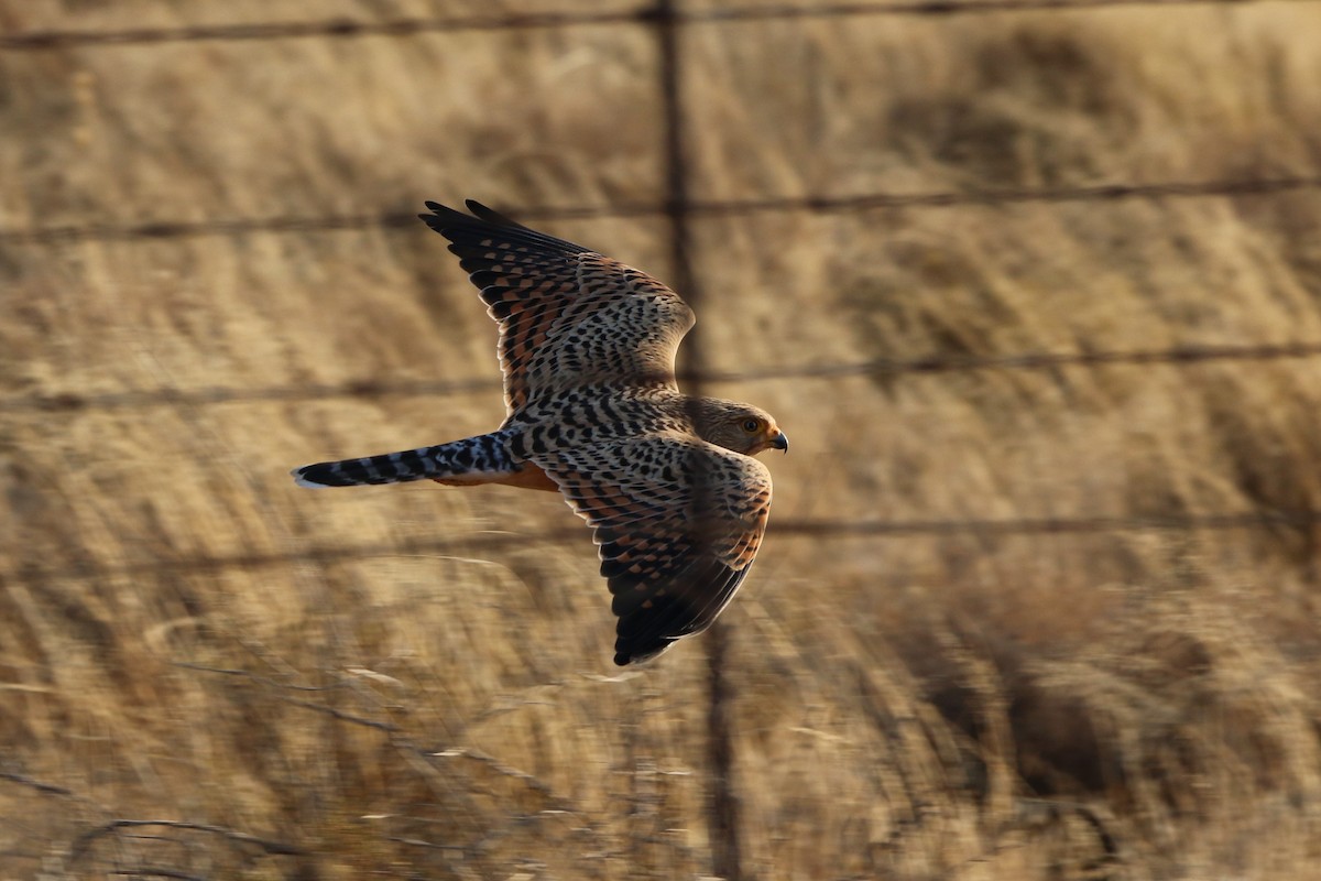 Greater Kestrel - ML65855751