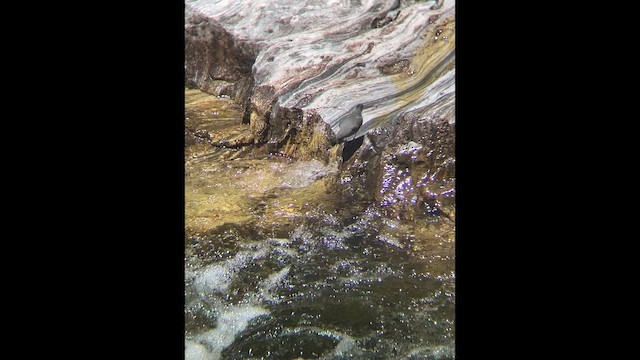 Grauwasseramsel - ML658557548