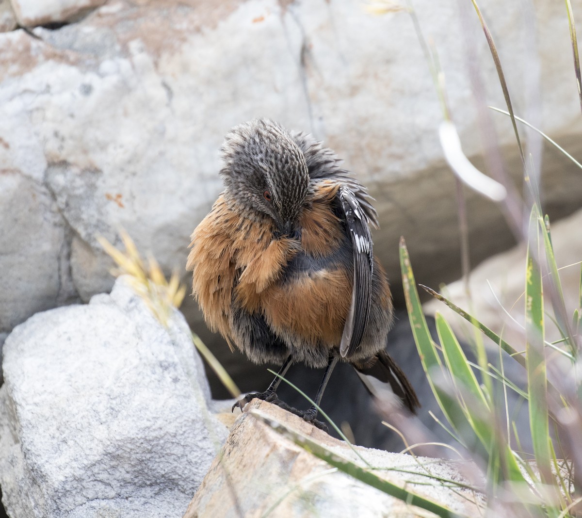 Cape Rockjumper - ML658558489