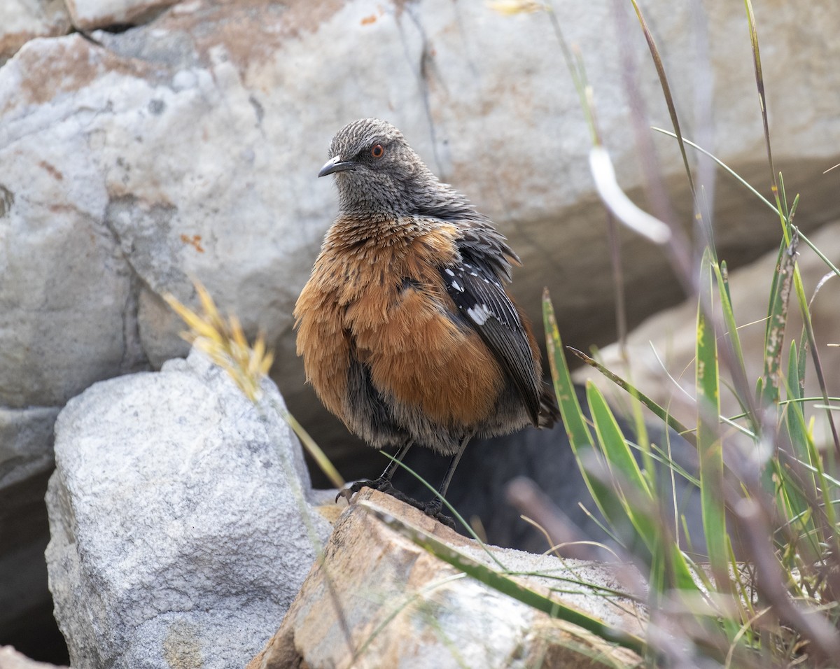 Cape Rockjumper - ML658558493