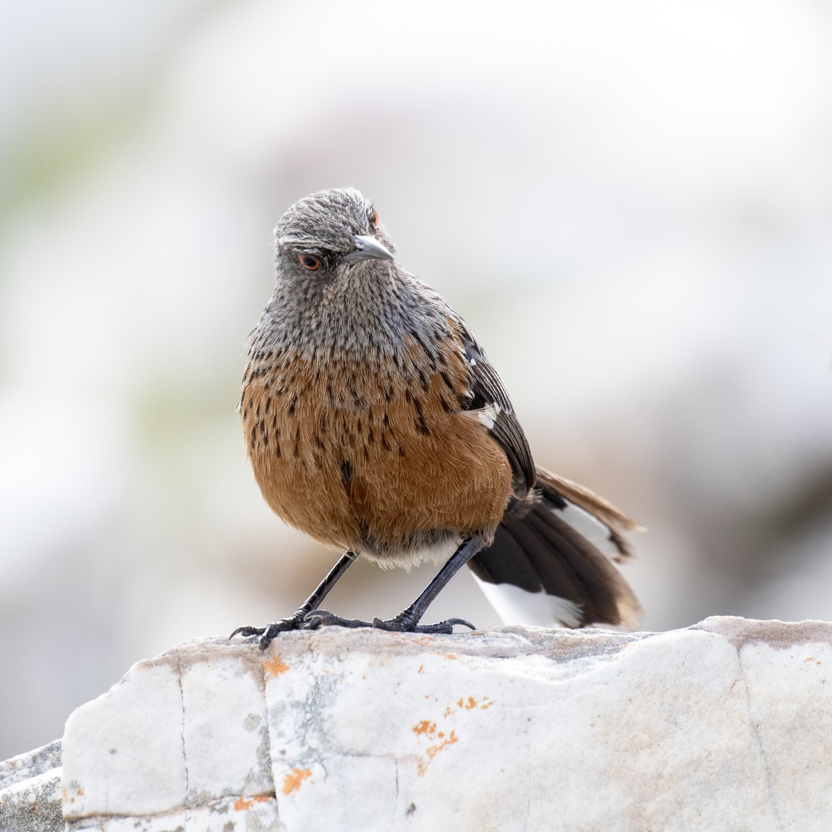 Cape Rockjumper - ML658558496