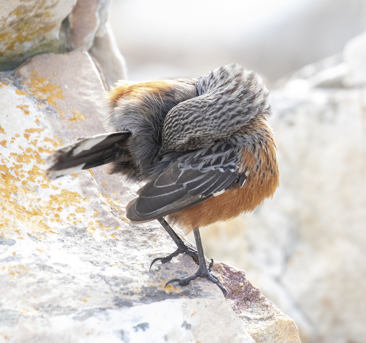 Cape Rockjumper - ML658558504